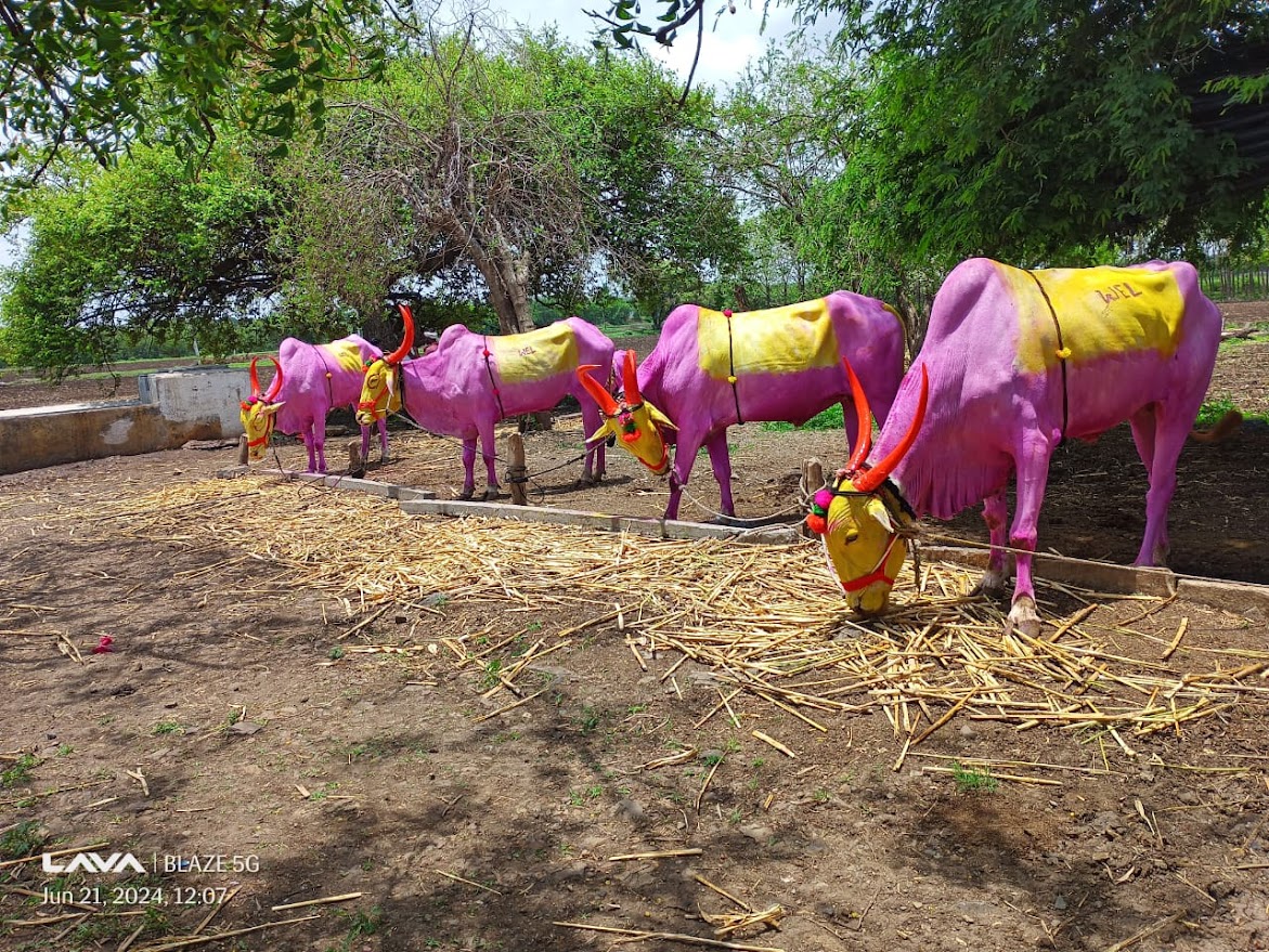 2 pair cattle's farming gifts of god
