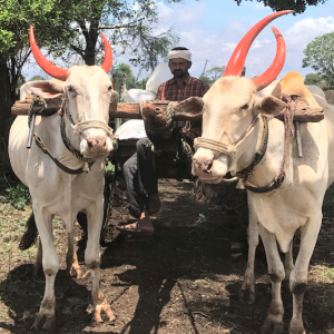 bullock kart