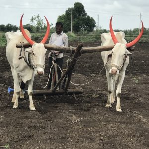 sowing seeds bull pairs