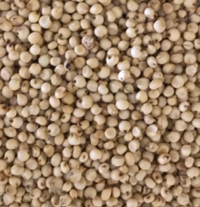 Jowar-Maldandi