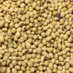Jowar