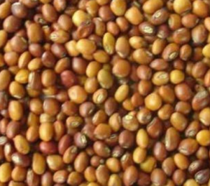 Toor Seeds