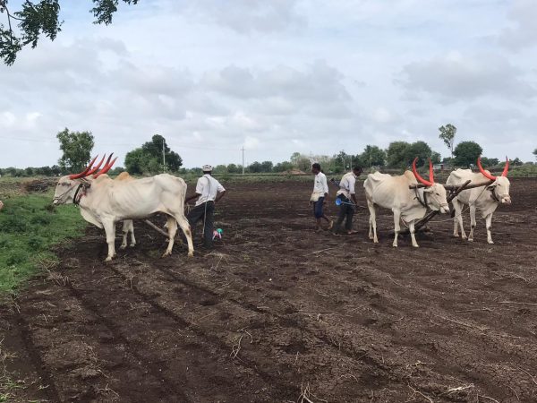 Traditional_farming-600x450